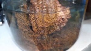 Приготовление Чачи ч.2