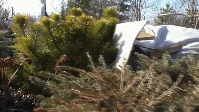 Английские розы лидеры зимовки Сибирского сада смотреть онлайн