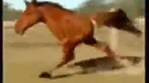конь бежит под крутую музыку