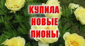 НОВЫЕ ПИОНЫ В МОЕЙ КОЛЛЕКЦИИ