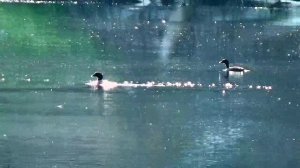 Поймать карася в жару #3 Загадка