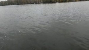 Щука на воблеры или биг бейты, батл ч. 2. Тест BFT Lizzard X до 130 гр