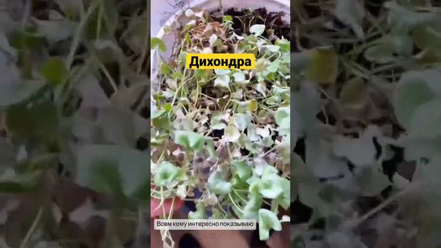 Как вам дихондра?? #садоводство #сад #дворик #огород