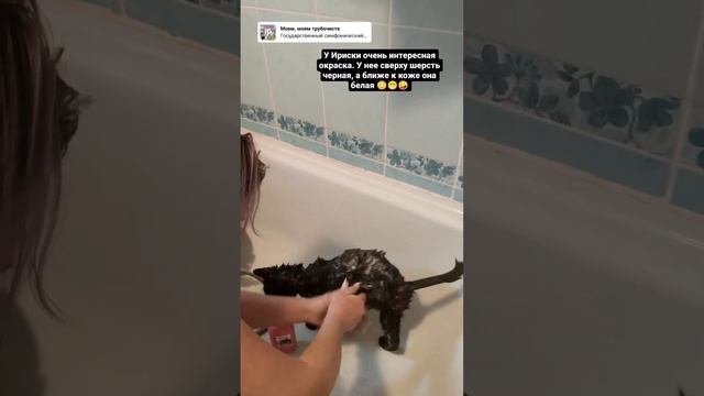 была городская стала деревенская 🐱❤️