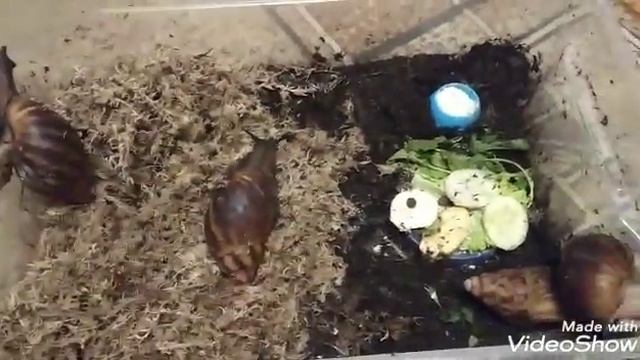 Не удержалась, мои черныши и Сильвер. смотреть онлайн