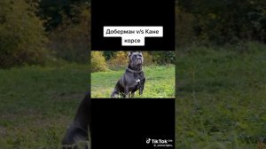 доберман vs кане корси,кто сильнее