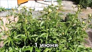 Как растут ПИОНЫ поэтапно ДЕНЬ за ДНЕМ