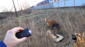 Электрошокер От Нападения СОБАК Защита Жизнь
