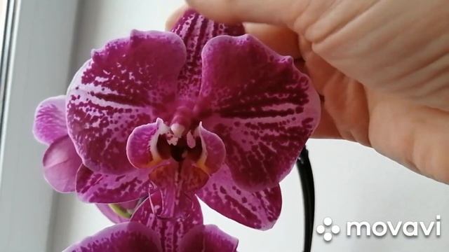 #Новая орхидея ПинкПерл(Розовая жемчужина) #Дикий Кот#Сравним летнее и осенние цветение???19.10.20