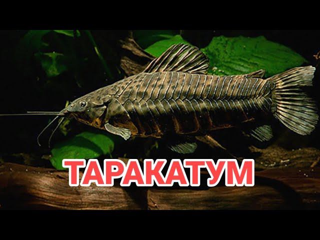 ТАРАКАТУМ. СЕКРЕТЫ СОДЕРЖАНИЯ, УХОДА И РАЗМНОЖЕНИЯ