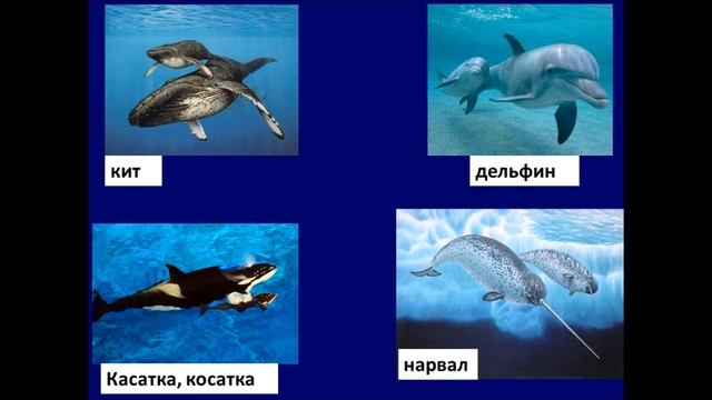 Названия детёнышей  Трудные и интересные случаи