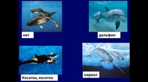 Названия детёнышей  Трудные и интересные случаи