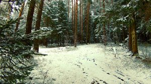 Живописный пейзаж зимнего леса. Звуки живой природы. Природа. Скрип деревьев. Видео для отдыха.