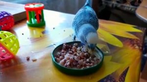 Попугайчик кушает гречку