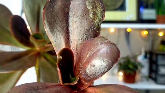 94/100 Echeveria Mahogany Rose Succulent || A big size succulent you should have смотреть онлайн