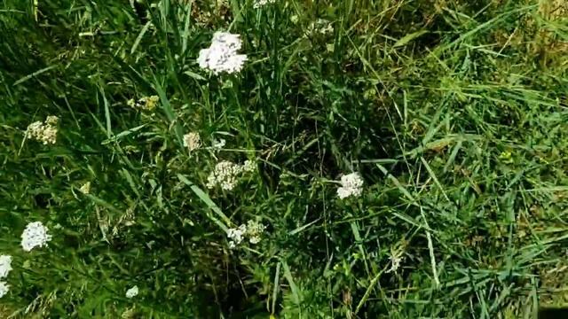 САМВЕЛ АДАМЯН\ GRANDENIKO НЕ СДАЛ ЭКЗАМЕНЫ В МЕДАКАДЕМИЮ.ВОТ ПОЧЕМУ КРУТИТСЯ ВОЗЛЕ КЕРИ смотреть онлайн