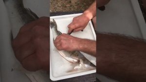 Как снять филе с судака.