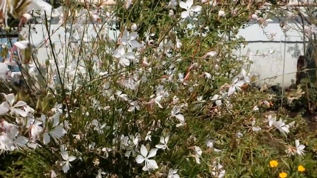 Роза Индиголетта ,Гаура Gaura lindhemeri.Село август 2018.? # мой # сад Роза # гаура смотреть онлайн