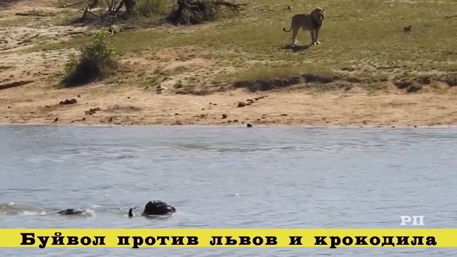 Поединки диких животных снятые очевидцами (пятая часть.) смотреть онлайн