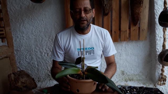 Replantio da orquídea Rife red december. смотреть онлайн