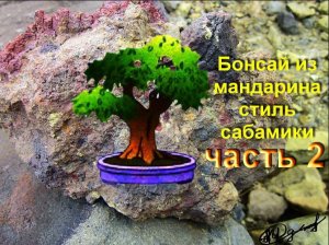 2.Снятия лигатуры и формировка бонсай из цитруса. стиль САБАМИКИ часть 2 emoving the ligature and sh