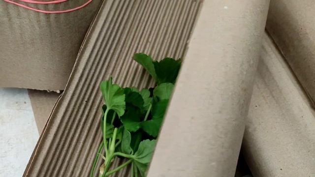 Розпаковка з Інтернет-магазину KvitkaDnepr смотреть онлайн