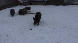 поехал к Рябову В.А. в гости, а попал к Деду Морозу