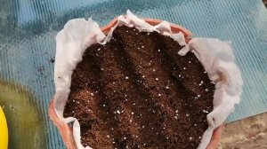 Посеяла туи под зиму семенами.