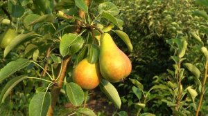 Груша БЕЛЛА ДИ ГЮНО / Очень ранний итальянский сорт груши