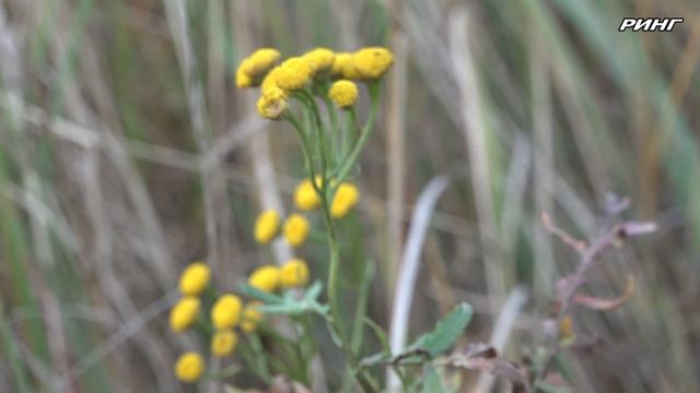 Акцию по случаю Всемирного дня доброты провели работники Луховицкой участковой социальной службы смотреть онлайн
