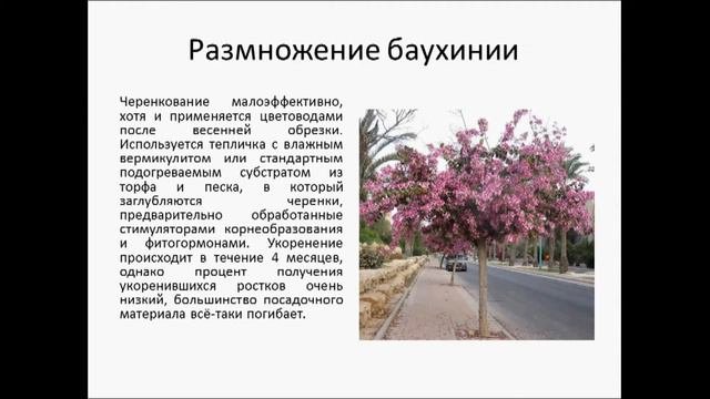 БАУХИНИЯ