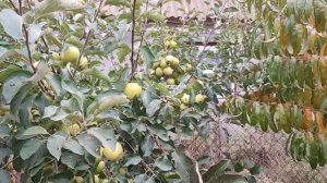 Четыре сорта яблок на которых я ПОКА остановился.