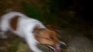 Джек Рассел охота на ежа