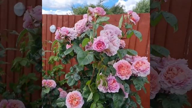 Обзор штамбовых роз. Eisvogel смотреть онлайн