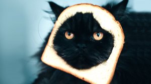 СМЕШНЫЕ КОШКИ ? Приколы с котами #5