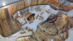 У МЕНЯ СНОВА МУРАВЬИ | CAMPONOTUS SANCTUS