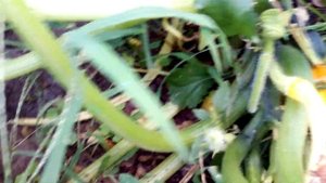 КАБАЧОК-ЦУККИНИ ЖЕЛТОПЛОДНЫЙ . АВГУСТ.