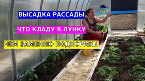 Высадка рассады. Чем заправить лунки. Горячая мульча заменить все подкормки