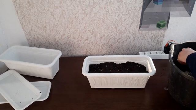 Я ВЫРАЩИВАЮ БАМБУК || КУПИЛ БАМБУК || КАК ВЫРАСТИТЬ БАМБУК || НЕ МАЙНКРАФТ смотреть онлайн