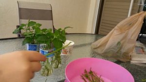 Propagating new butterfly plants