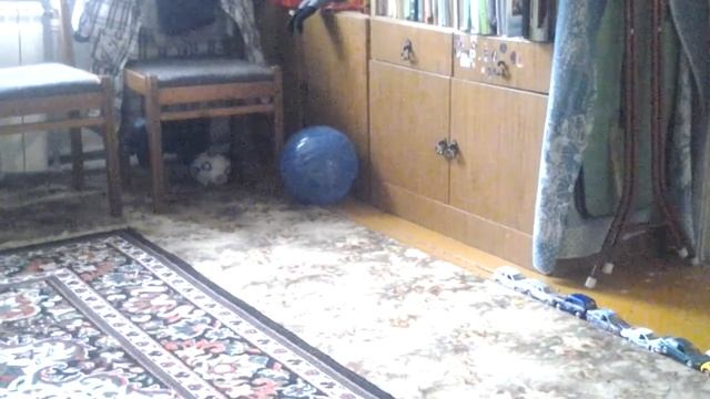 Шиншилла катается в шаре смотреть онлайн