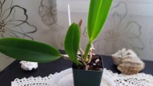 Моя орхидея каттлея и уход за ней / My cattleya orchid