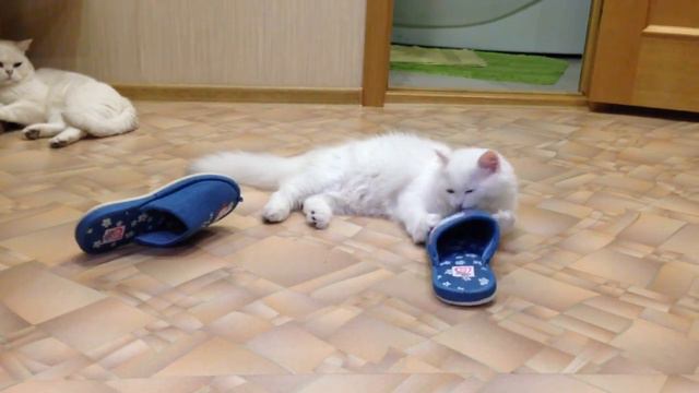 IMG 8828 смотреть онлайн