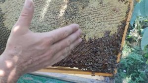 Можно ли зимовать пчёлам на ПОДСОЛНЕЧНОМ МЁДЕ то что важно знать про этот мёд ✅??