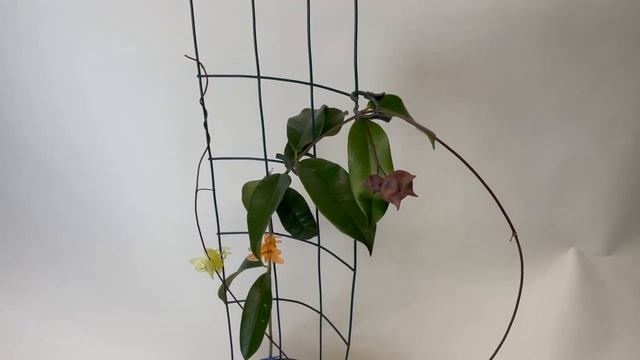 A Visit with Hoya sp.  Kalimantan SLM-02 (The Red Wallichii)