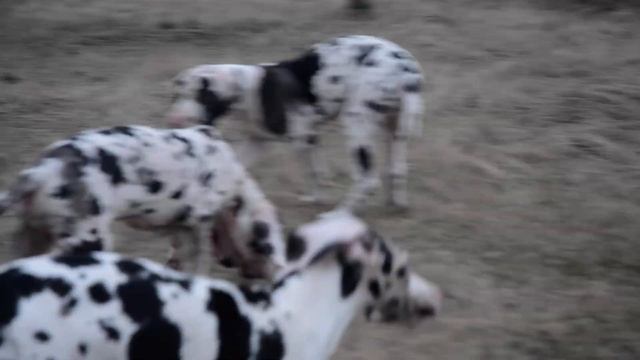 22.01.2023 Щенки немецкого дога. Помёт Р смотреть онлайн