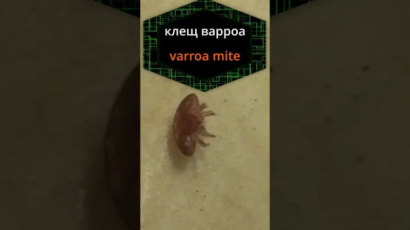 Пчеловодство.Клещ варроа каков он.Beekeeping. Varroa mite + garlic