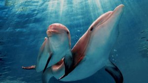 The Incredible Dolphin