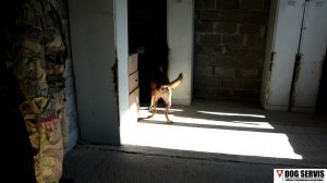 Бельгийская овчарка по кличке Алый. Тренировка в помещении.