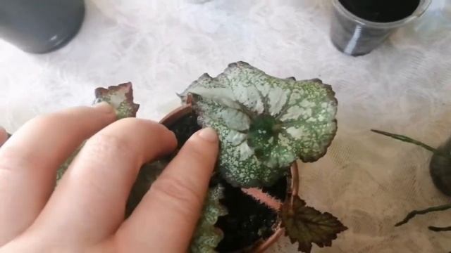 Комнатные растения. Излишки в мае? смотреть онлайн